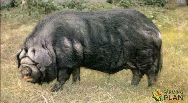 The Neijiang Pig