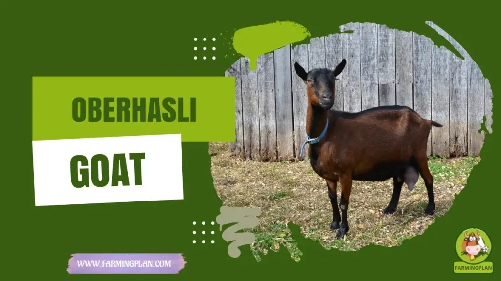 Oberhasli Goat characteristics, agricultural utility and breed care guide