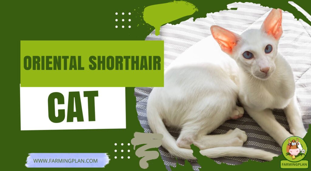 Oriental Shorthair Cat