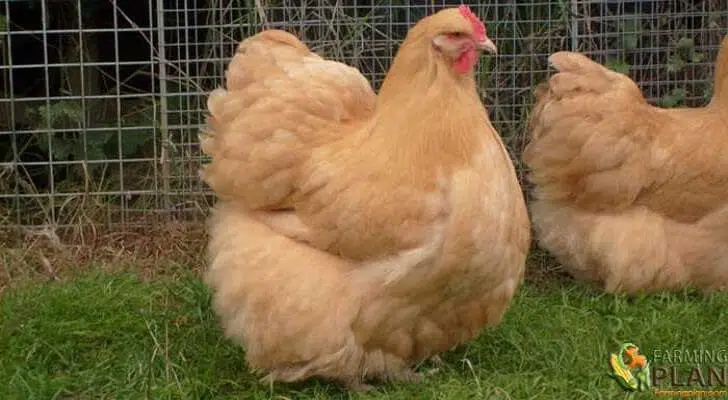 Orpington Chicken