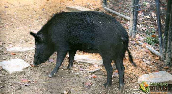 Ossabaw Island Pig