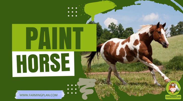 Paint Horse