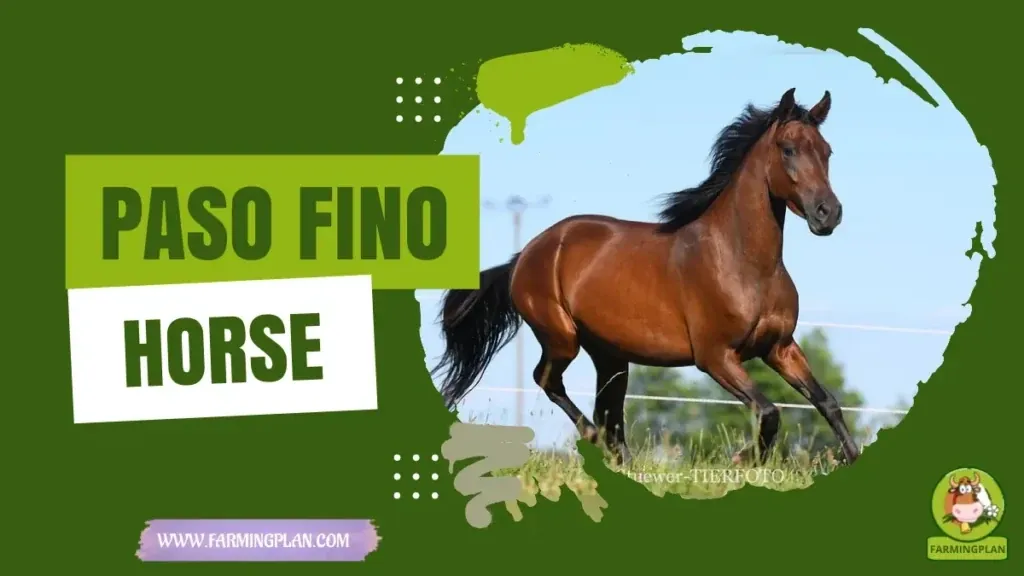 Paso Fino Horse - Farming & Breed Profile Paso Fino Horse characteristics, agricultural utility and breed care guide