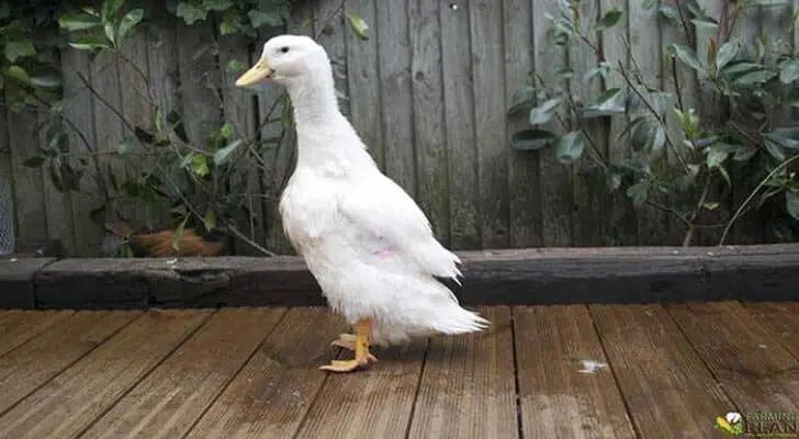 Pekin Duck