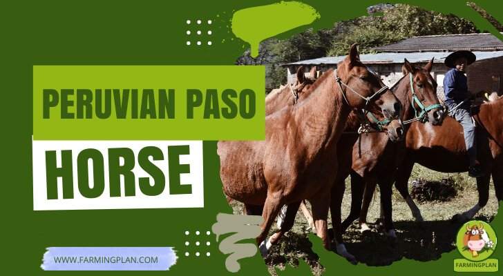 Peruvian Paso Horse