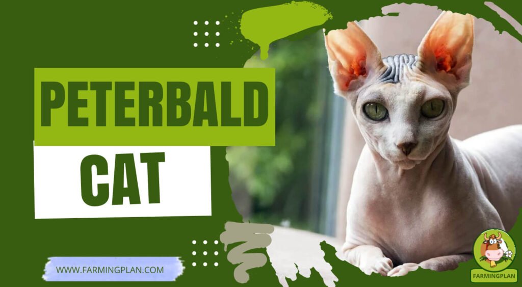 Peterbald Cat