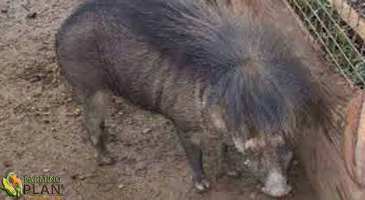 Philippine Native Pig