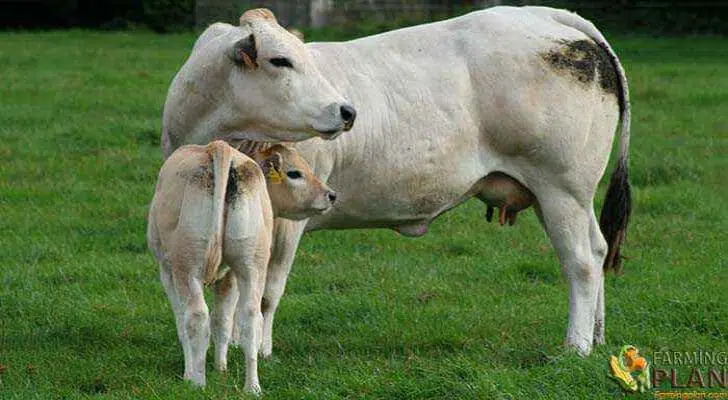 Piedmontese Cattle