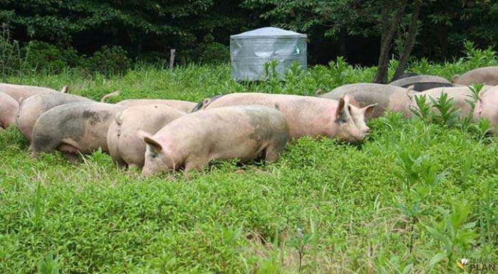 Pig Farming