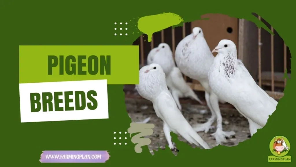 Pigeon Breeds - Farming & Breed Profile Pigeon Breeds characteristics, agricultural utility and breed care guide