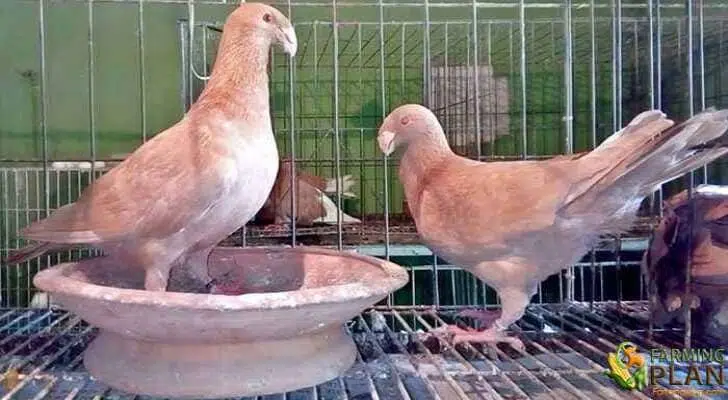 Pigeon Breeds