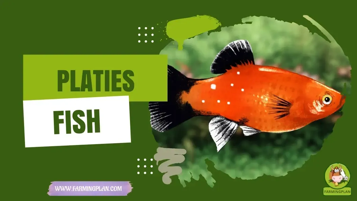 Platies - Farming & Breed Profile Platies Farming Guide