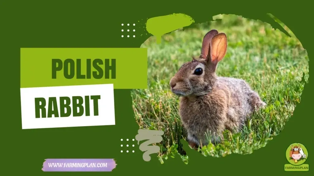 Polish Rabbit - Farming & Breed Profile Polish Rabbit characteristics, agricultural utility and breed care guide