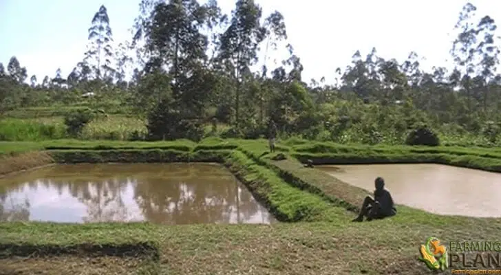 Pond Management