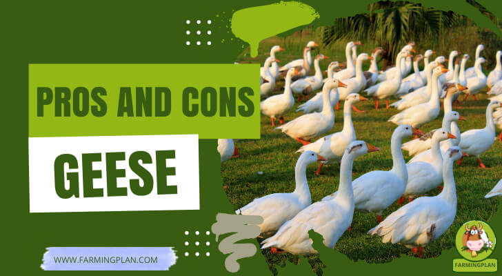 Pros and Cons of Raising Geese