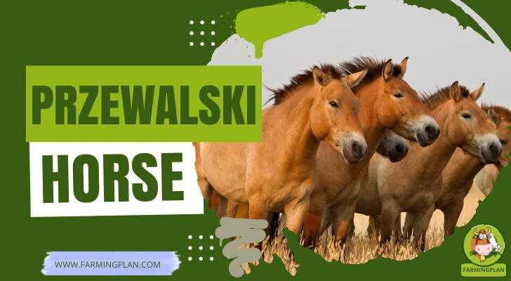 Przewalski Horse