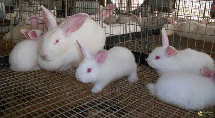 Rabbit Farming