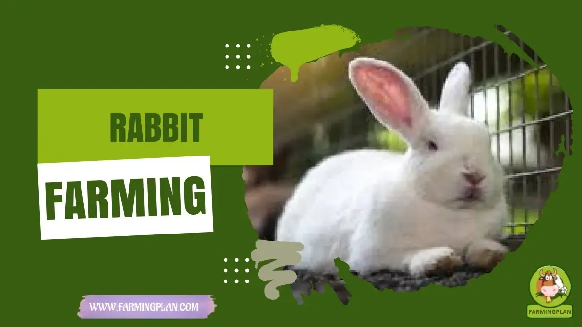 Rabbit Farming for Beginners characteristics, agricultural utility and breed care guide