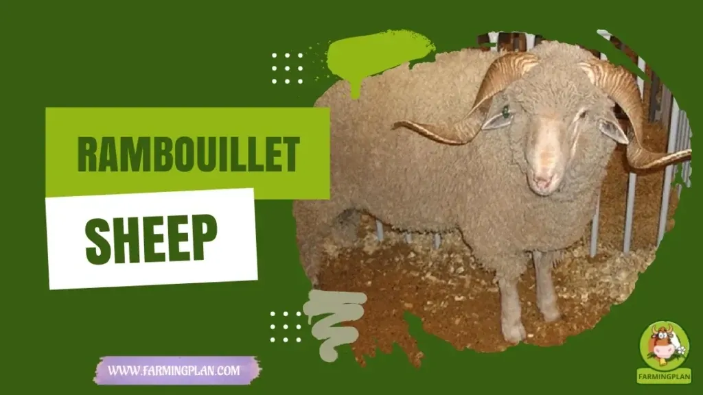 Rambouillet Sheep characteristics, agricultural utility and breed care guide