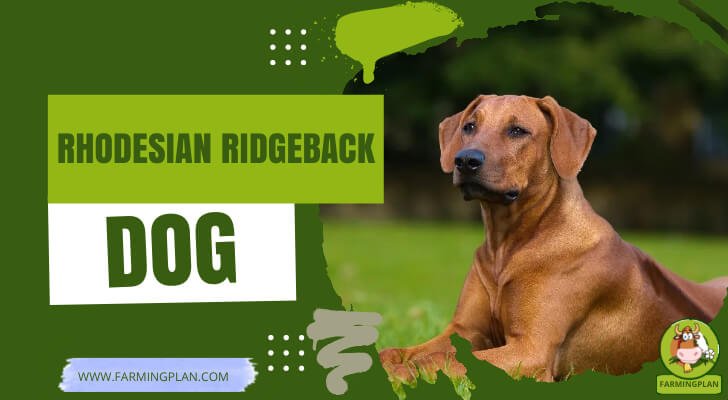 Rhodesian Ridgeback