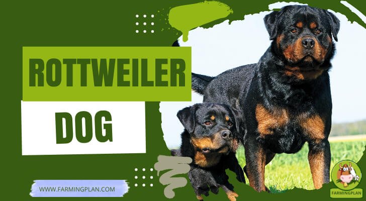 Rottweiler