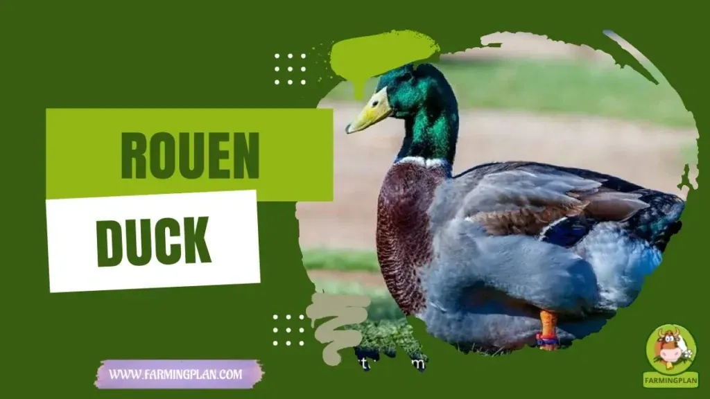 Rouen Duck - Farming & Breed Profile Rouen Duck characteristics, agricultural utility and breed care guide