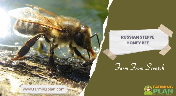 Russian Steppe Honey Bee