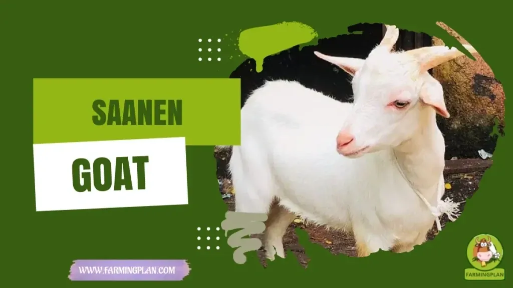 Saanen Goat - Farming & Breed Profile Saanen Goat Farming Guide