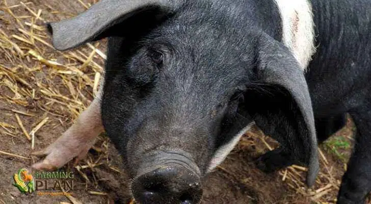 Saddleback Pig