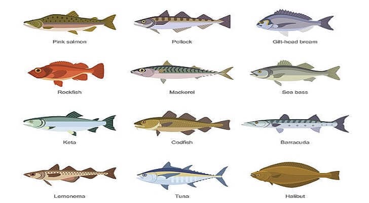 Different Types Of Saltwater Fish