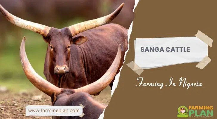 Sanga Cattle