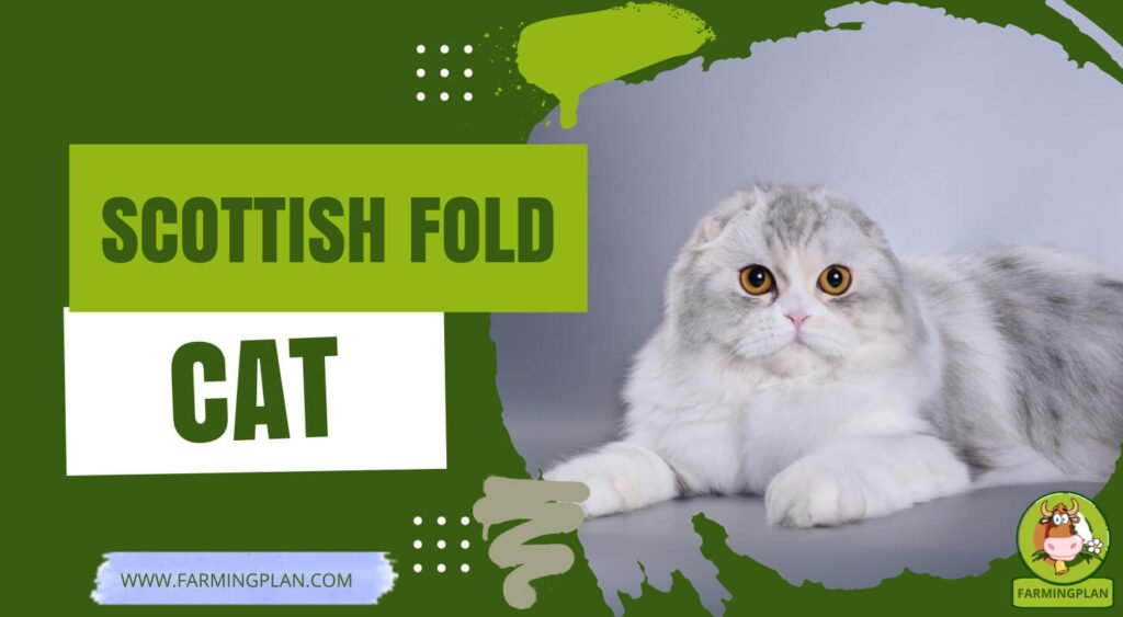 Scottish Fold Cat