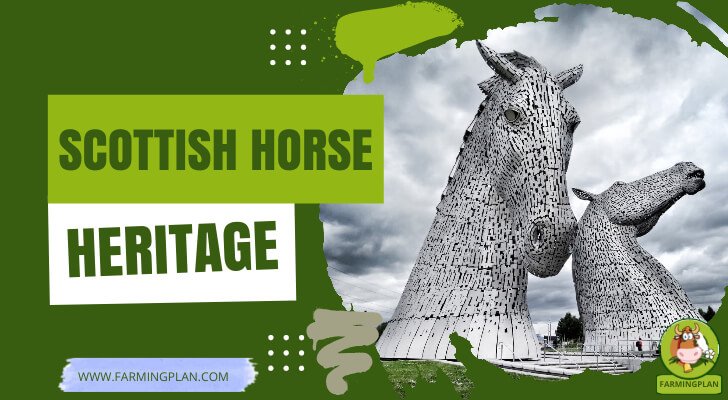 Scottish Horse Heritage