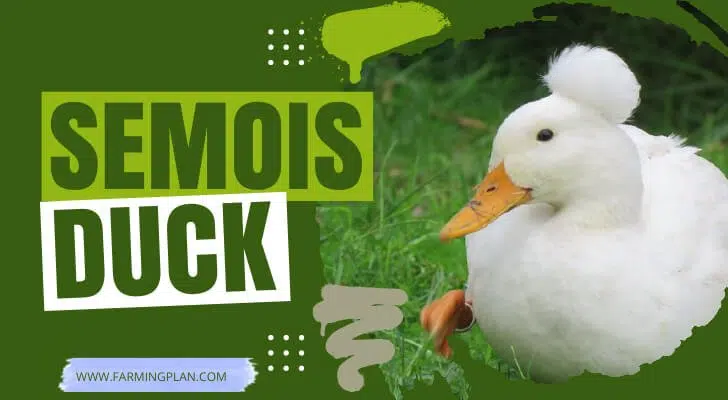 Semois-Duck