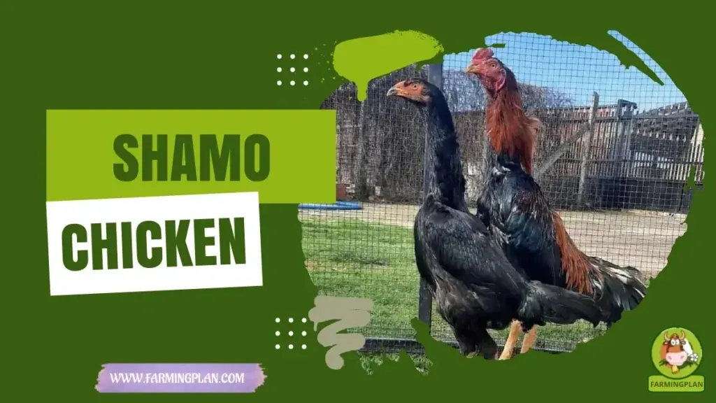 Shamo Chicken characteristics, agricultural utility and breed care guide