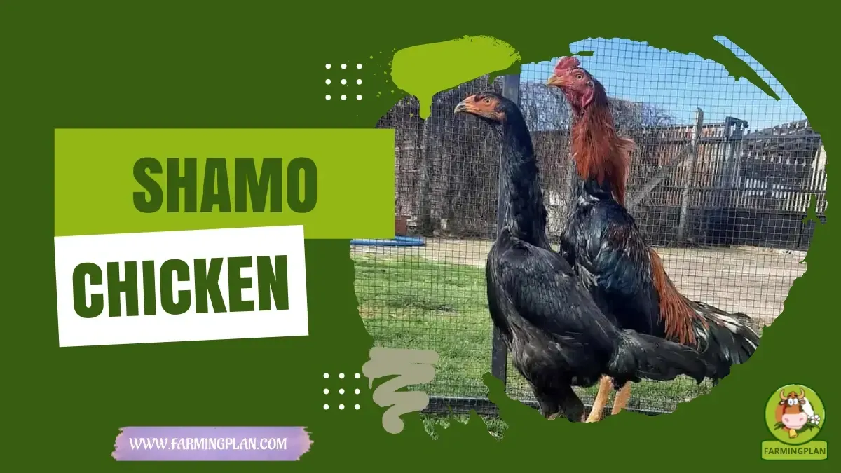 Shamo Chicken - Farming & Breed Profile Shamo Chicken characteristics, agricultural utility and breed care guide