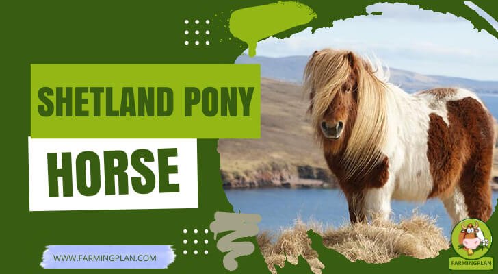 Shetland Pony Horse