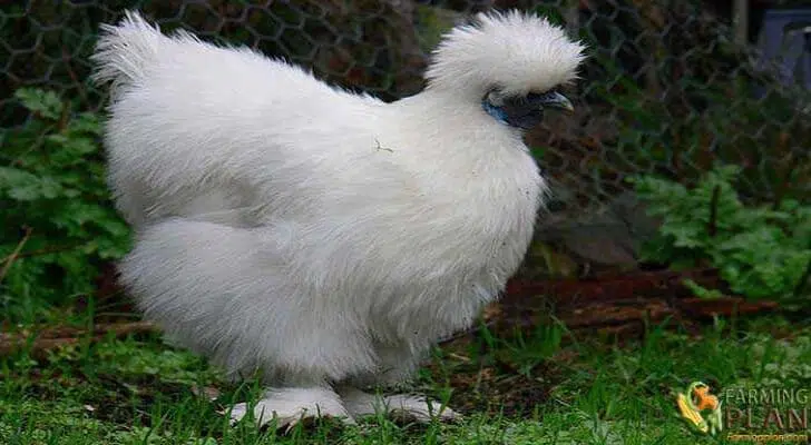 Silkie Chicken