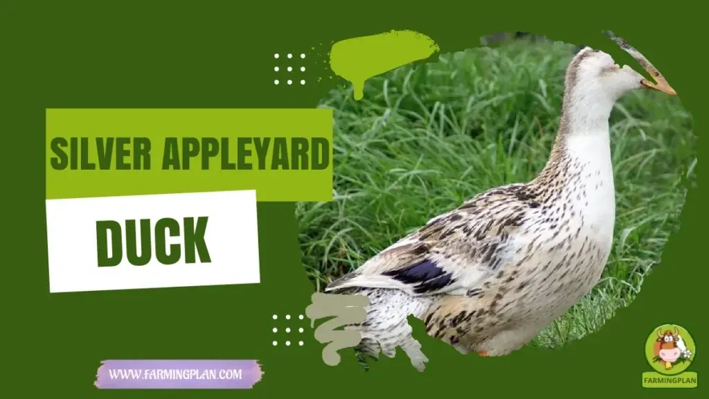 Silver Appleyard Duck - Farming & Breed Profile Silver Appleyard Duck characteristics, agricultural utility and breed care guide