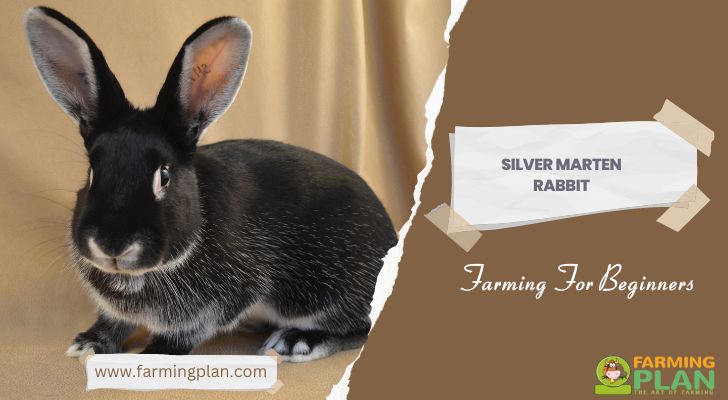 Silver Marten Rabbit