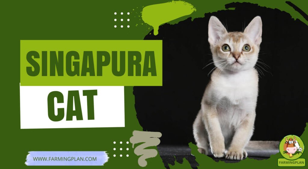 Singapura Cat