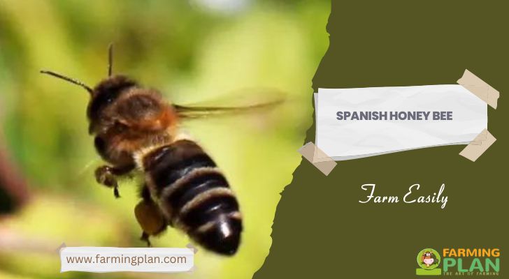 Spanish Honey Bee