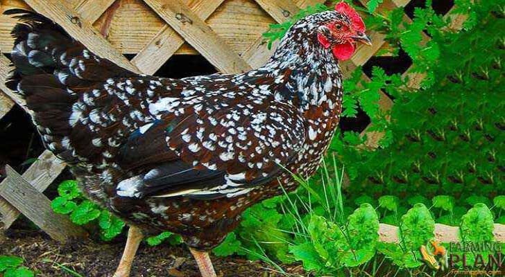 Speckled Sussex Chicken