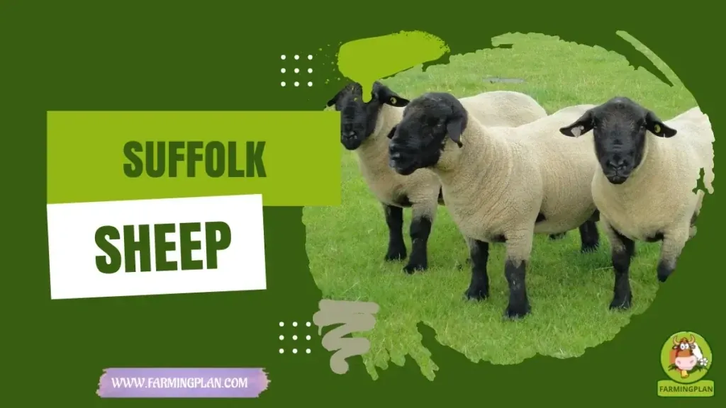 Suffolk Sheep Farming Guide