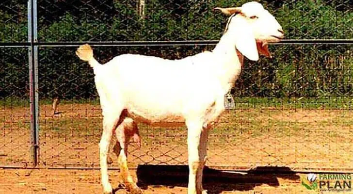 Surti goat