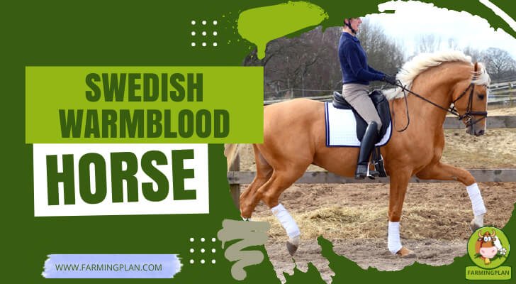 Swedish Warmblood Horse