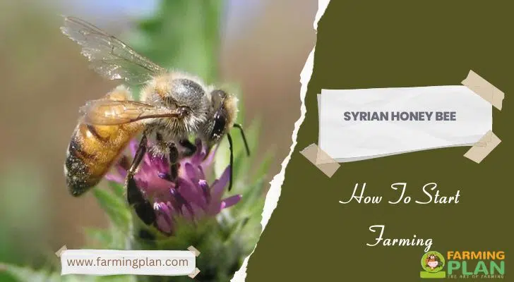 Syrian Honey Bee