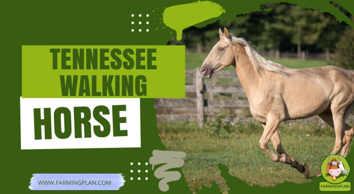 Tennessee Walking Horse