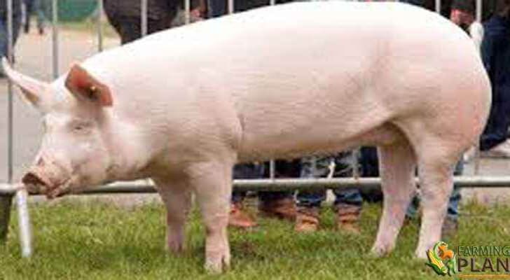 Large White Pig