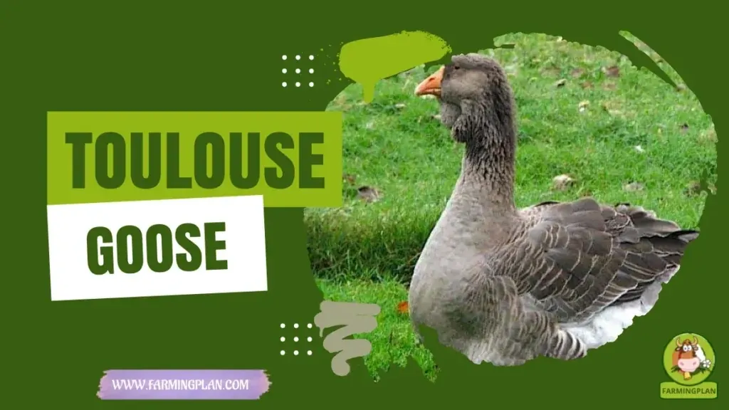 Toulouse Goose characteristics, agricultural utility and breed care guide